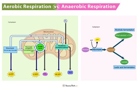 Aerobic Vs Anaerobic Respiration Differences And Similarities