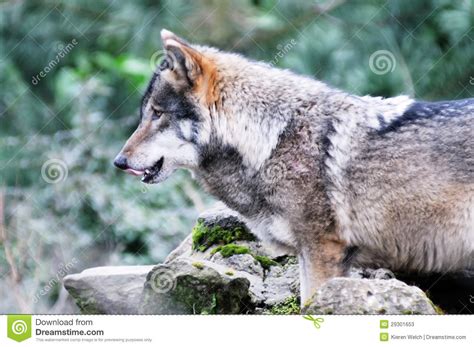 Hungry Wolf Stock Photos Image 29301653