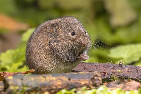 Vole Removal And Control Modern Wildlife Control