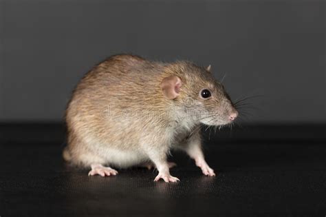 Brown Rat Stock Image Image Of Macro Mammals Sitting 38418617
