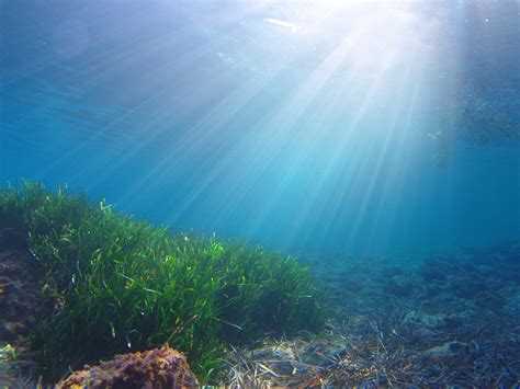 Free Images Sea Ocean Sunlight Underwater Coral Reef Habitat