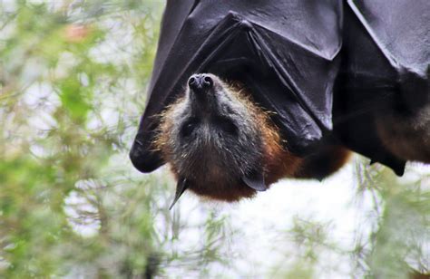 Grey Headed Flying Fox Pteropus Poliocephalus Zoochat