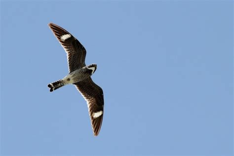 Common Nighthawk Acrobats Of The Bird World Humanities For The