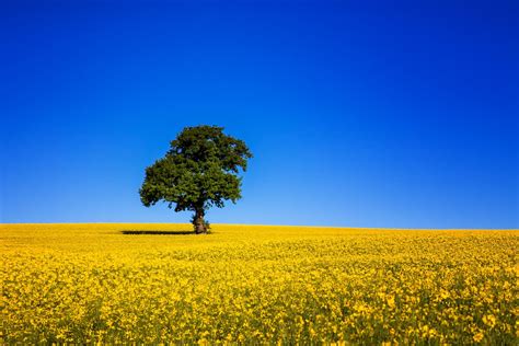 Field Tree Sky Blue Wallpapers Hd Desktop And Mobile Backgrounds