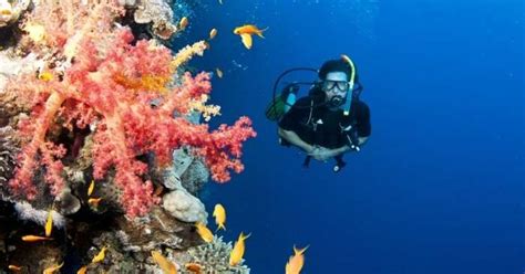 6 Exotic Places For Scuba Diving In Bahamas You Must Visit