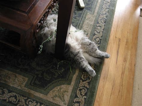 passed out maine coon cat looks like bela crawled under th… flickr