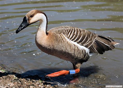 Types Of Geese Species Identify Goose Wildfowl Photography