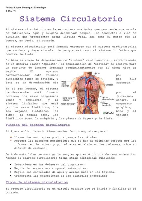 Escritorio De Clases Sistema Circulatorio Vrogue