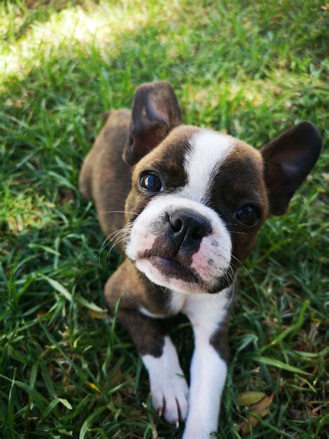 This dog has a tumultuous history of mixed breeding, but the cute and affectionate version we see today originated in boston in the late 1800s. Miniature Boxer (Boxer & Boston Terrier Mix): Info ...