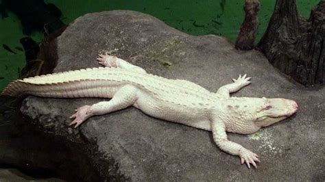 Albino Alligator Babies Make White Christmas In Florida