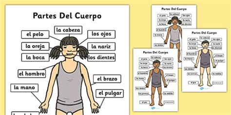 Spanish Parts Of The Body Charts Partes Del Cuerpo Woodward Kulturaupice