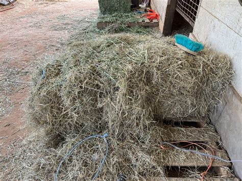 Horse Hay The Best Kind To Buy And How To Choose It