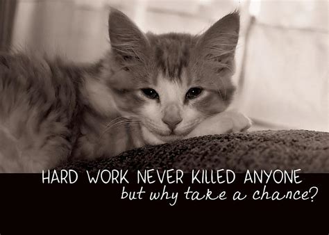 Cat Quotes Quotesgram