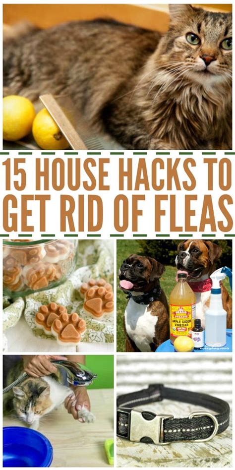 How To Safely Get Rid Of Fleas In Cats Cats Maniax