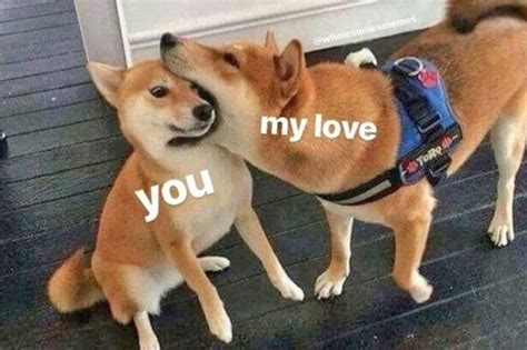 Have You Met Your Daily Quota Of Shiba Inu Memes Dont Worry Weve