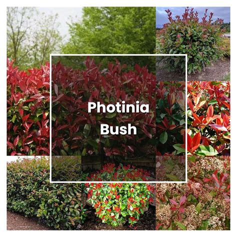 How To Grow Photinia Bush Plant Care And Tips Norwichgardener