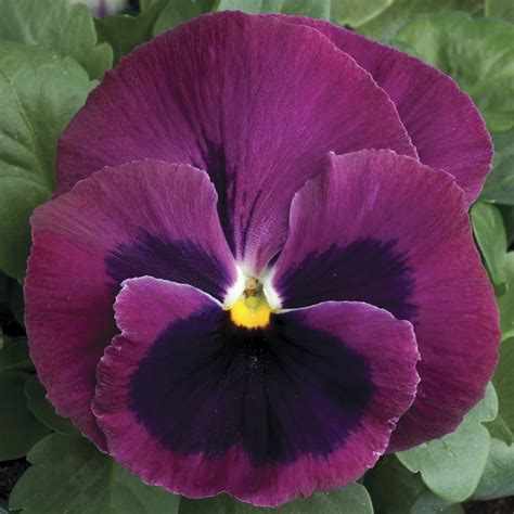 Pansy Colossus Lavender Surprise Pack Of Six Giant Flowered Pansy Plants