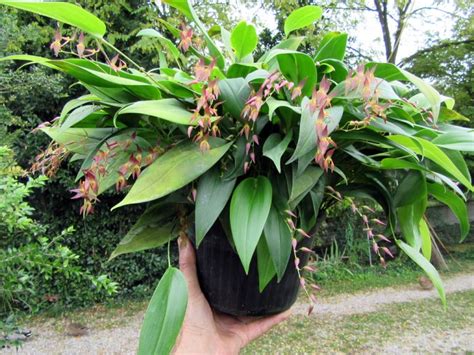 Pleurothallis Rowleei Orchidsit