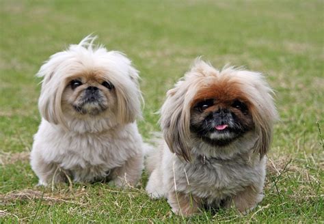 Shih Tzu Vs Pekingese Breed Comparison Mydogbreeds