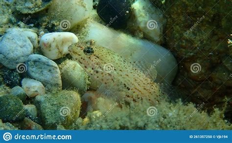 Bucchich S Goby Gobius Bucchichi Close Up Undersea Aegean Sea Stock