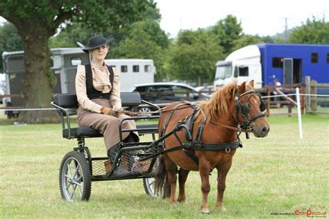 Miniature Shetland Pony Driving Show Trap Cart Horse Chestnut