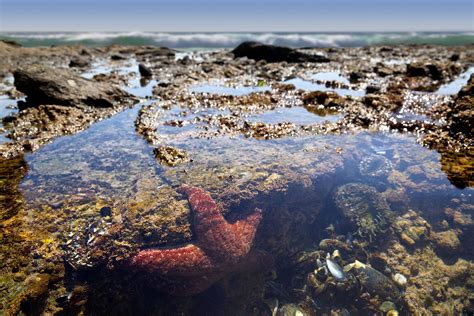 What Is A Tidal Pool