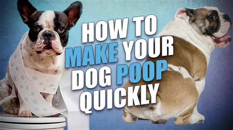 How To Make A Dog Poop Quickly 5 Actionable Tips