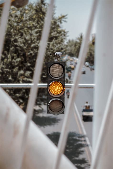 Traffic Light Dove Bird Signal Yellow Hd Phone Wallpaper Peakpx