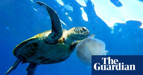 12 Conservation Success Stories In Pictures Environment The Guardian