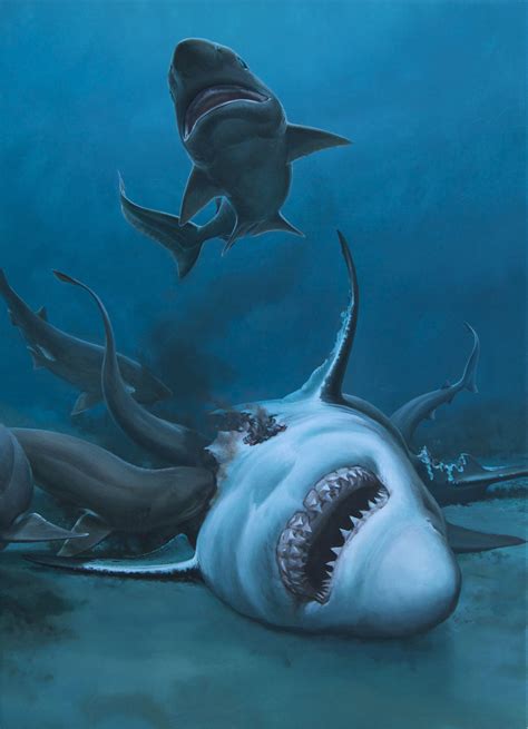 Carcharocles Angustidens Being Feasted Upon By Several Sixgill Sharks