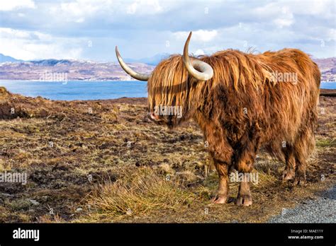 Highland Cattle Cow In Landscape On Isle Of Skye Near Elgol Scotland