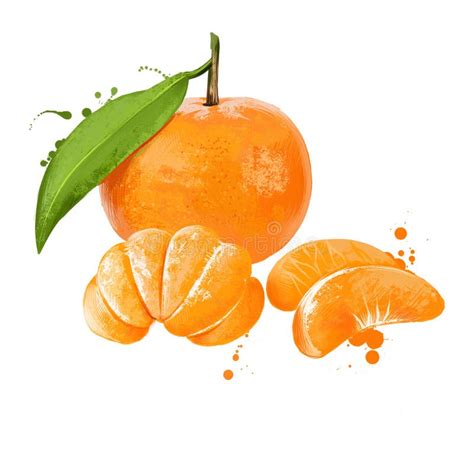 Mandarin Tangerine Citrus Fruit Isolated On White Mandarin Orange