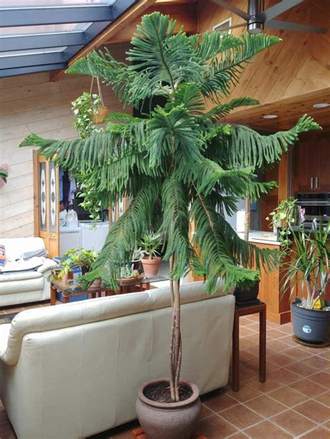 How To Choose The Best Indoor Trees For Your Home