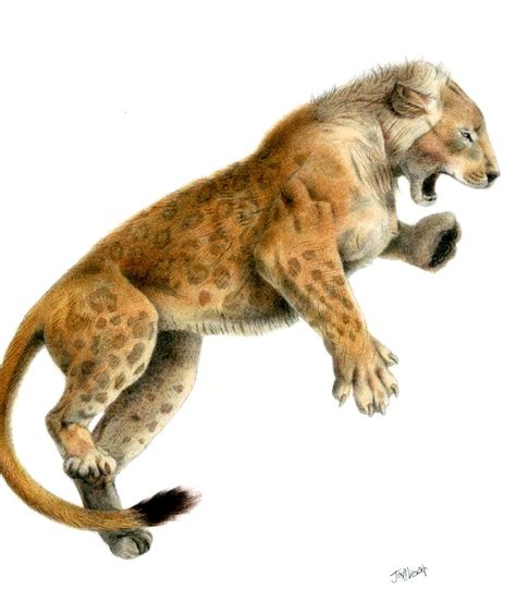 Mosbach Cave Lion Panthera Leo Fossilis 1200 Edit Pan Flickr