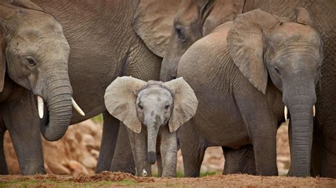 Download Baby Animal Animal African Bush Elephant 4k Ultra Hd Wallpaper