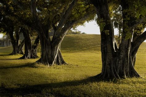 Trees Lines Grass Green Nature Landscape Photography Shadow