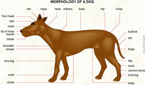 Dog Visual Dictionary Didactalia Material Educativo