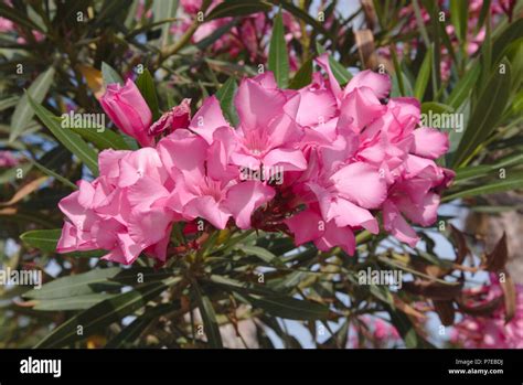 Nerium Oleander Oleander Baum Fotos Und Bildmaterial In Hoher