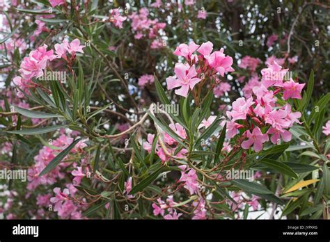 Light Pink Oleander Bush Stock Photo Alamy