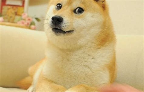 Doge Pearltrees