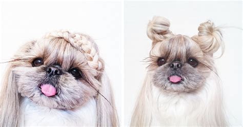Update More Than 74 Shih Tzu Puppy Hairstyles Super Hot Ineteachers