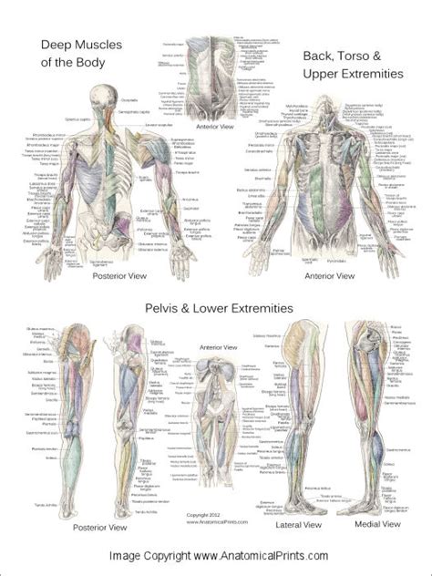 Muscle Anatomy Poster Anterior And Posterior Zazzle C