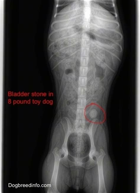 How much does it cost to get an xray for a cat? Bladder stones found in dogs