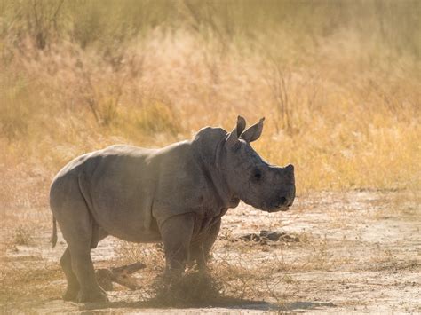 Pictures Of Rhinos Clashing Pride