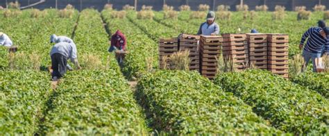 California Photos Photo Farm Workers Central California Picking