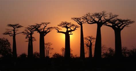 10 Of The Most Magnificent Trees On Earth