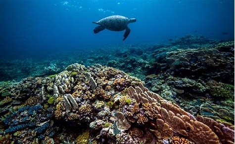 Resultado de imagem para Barreira de Corais