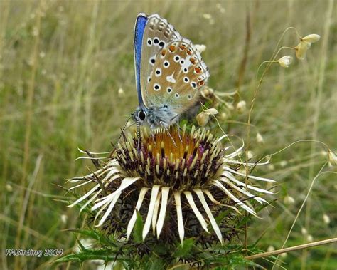 Wildlife Watching With Fab Adonis Blue