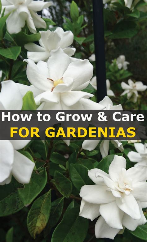 The Article You Are About To Read Is All About How To Grow Gardenias