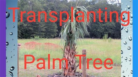 How To Transplant A Palm Tree Techniques Youtube